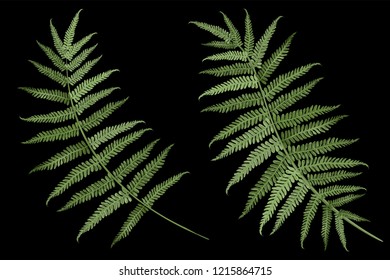 Fern leaves, realistic vector illustration on black background.