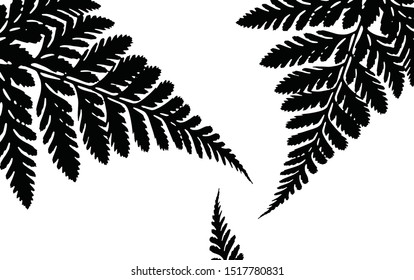 Fern leaves rotating together in black and white