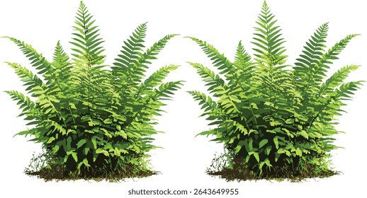 Fern leaves set Matteuccia struthiopteris and Polystichum setiferum, forest greenery collection, temperate plants, decorative garden foliage, botanical nature vector illustration.