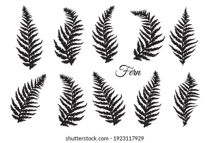 Fern leaves set. Vector illustration.