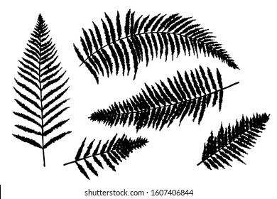 Fern leaves silhouettes, elements set isolated. Basis graphics on white background