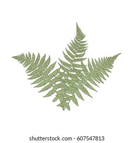 Fern leaves. Vector.