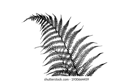 474,698 Fern Images, Stock Photos & Vectors | Shutterstock