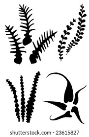 fern leaves, vector illustration