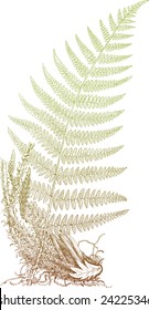 fern leaves, vector illustration