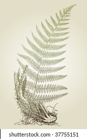 fern leaves, vector illustration