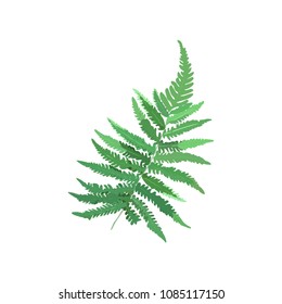 Fern leaves. Vector isolated greenl plants. Floral illustration