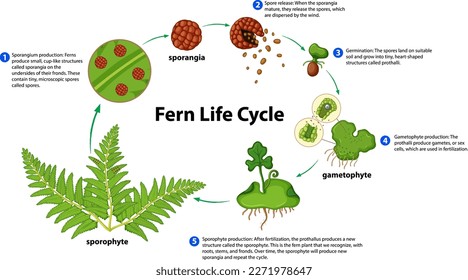 Fern Life Cycle Diagram for Science Education illustration