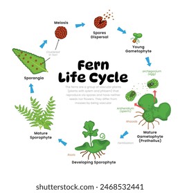 Fern Life Cycle Diagram for Science Education development process scheme illustration, Development plant stages examples with gametophyte, rhizoids, sorus and spores. Self reproduction explanation.