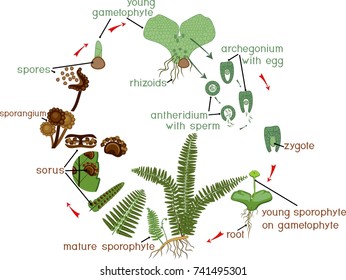 Fern Life Cycle. Plant life cycle with alternation of diploid sporophytic and haploid gametophytic phases