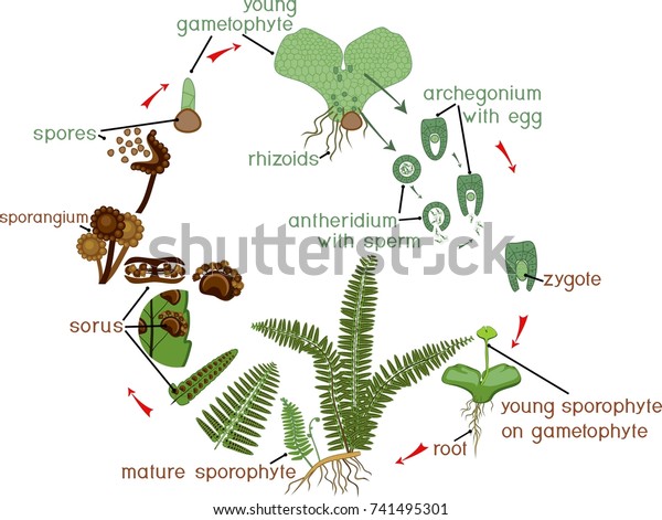 Fern Life Cycle Plant Life Cycle Stock Vector (Royalty Free) 741495301