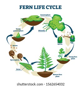 Fern life cycle vector illustration. Labeled educational development process scheme. Different plant stages examples with gametophyte, rhizoids, sorus and spores. Self reproduction explanation scheme.