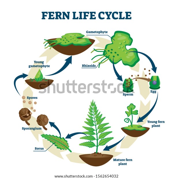 Fern life cycle vector illustration. Labeled\
educational development process scheme. Different plant stages\
examples with gametophyte, rhizoids, sorus and spores. Self\
reproduction explanation\
scheme.