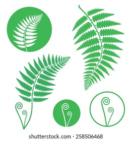 Fern logo. Abstract fern on white background