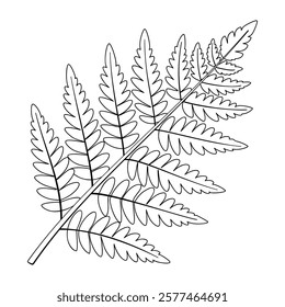 fern plant doodle style line art. fern leaf Hand drawn black and white. Evergreen indoor plant foliage element for web graphic design poster tattoo Coloring page. Vector illustration