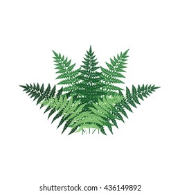 Fern Plant Front View Decorative Vector Element For Landscape Design