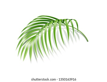 Fern plant tropical leaf. Vector exotic leaf for summer holiday, hawaiian party design. Realistic green natural decoration vintage element. Jungle leaves