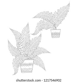 Fern in pot.Vector  hand-drawn illustration. Isolated outline elements on white background. Home decorations.