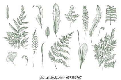 Fern realistic collection. Hand drawn sprouts, frond,  leaves and stems set. Black and white vector illustration.