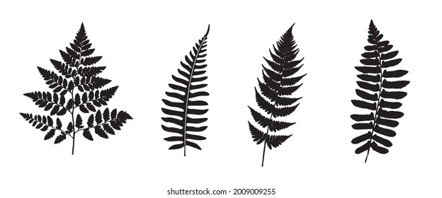 Fern Set. Green Planet. Leaf Collection. Set of Tree Branches, Herbs and Flowers Flat. Black and White Plants. Vector Silhouette. Garden Leaves.