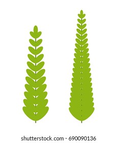 Fern set. Isolated plant on white background.Vector illustration