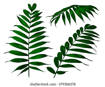 Fern set. Vector illustration