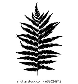 Fern silhouette.