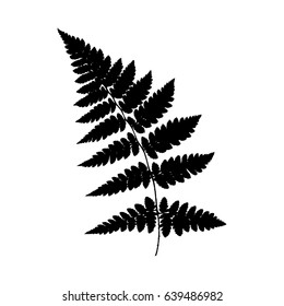 Fern. Silhouette. Black on a white background. Vector illustration.