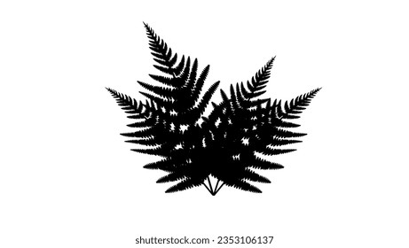 Fern silhouette, high quality vector