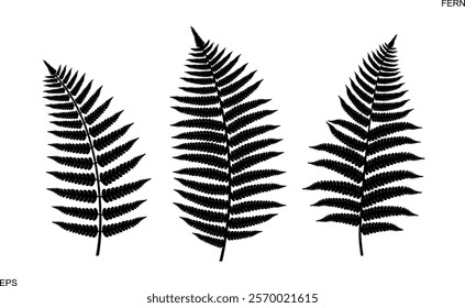 Fern silhouette. Isolated fern on white background