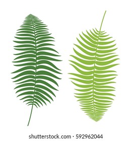 Fern silhouette. Isolated fern on white background