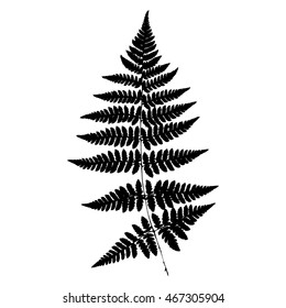 Fern Silhouette. Vector.