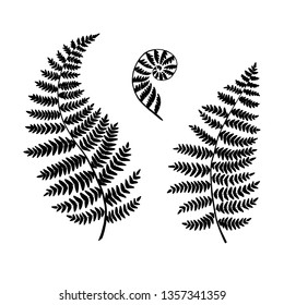 Fern silhouettes isolated on a white backgroubd. Vector.