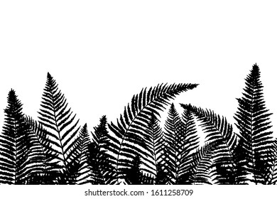 Fern silhouettes leaves border, basis element isolated
