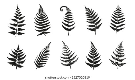 fern silhouettes on the white background volume 1