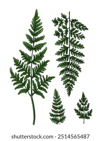 Esboço de flores de samambaia. Desenho de linha de vetor de flores. Desenhado por uma linha preta sobre um fundo branco.