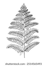 Fern Sketch of flowers. Flowers vector line drawing. Drawn by a black line on a white background.