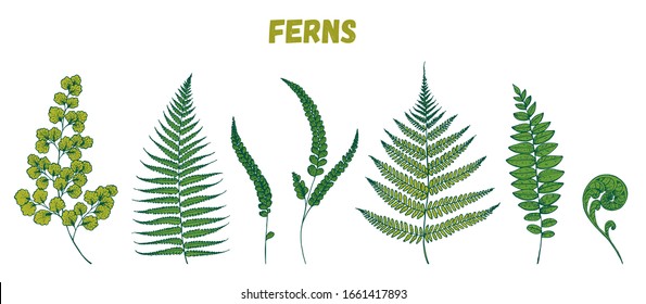 Fern sprigs collection. Hand drawn illustration. Tropical set. Vector illustration. Design template.