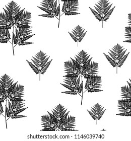 Fern tropical leaves seamless pattern . Bush plant leaves decoration on white background. Black and white new Zealand fern tropical forest herbs wallpaper.