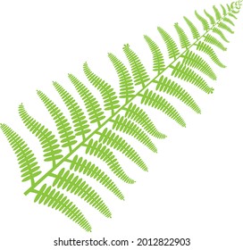 fern twig isolated on white background,vector illustration