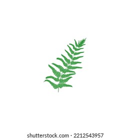 Ilustración vectorial de ramas ferinas. Brunch de helecho verde aislado en blanco. Hermoso tallo, huella botánica