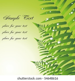 Fern. Vector illustration with place for your text