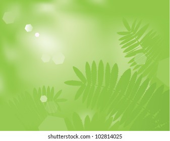 Fern. The vector illustration of several fern branches in forest