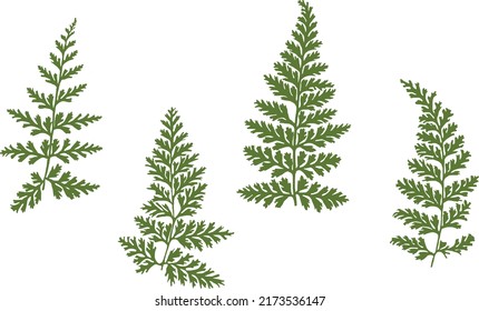 decoración verde conjunto de vectores de helecho 
