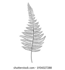 Esbozo vectorial Fern dibujado a mano ilustración botánica. Fondo natural tropical
