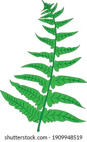 Fern vectorizado para uso personal y comercial.

