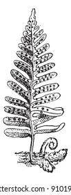 Fern, vintage engraved illustration. Dictionary of words and things - Larive and Fleury - 1895.vintage engraved illustration. Magasin Pittoresque 1875.