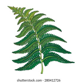 ferns