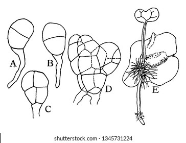 Ferns do not produce seeds, they are grown from spores, vintage line drawing or engraving illustration.