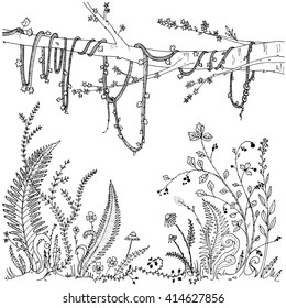 Ferns, flowers, vines and berries in a forest, dense vegetation. Printable coloring page for adults, anti-stress activity. EPS 10